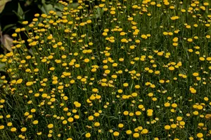 santolina rosmarinifolia (virens/viridis) P9 - afbeelding 2