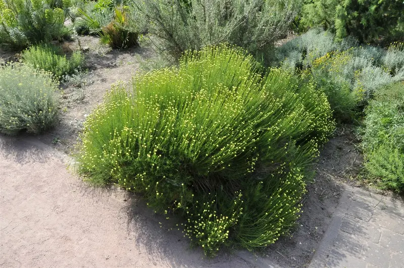 santolina rosmarinifolia (virens/viridis) P9 - afbeelding 4