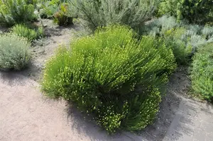 santolina rosmarinifolia (virens/viridis) P9 - afbeelding 4
