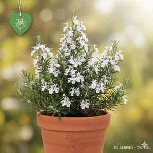 Rosmarinus officinalis 'Albiflorus' P9