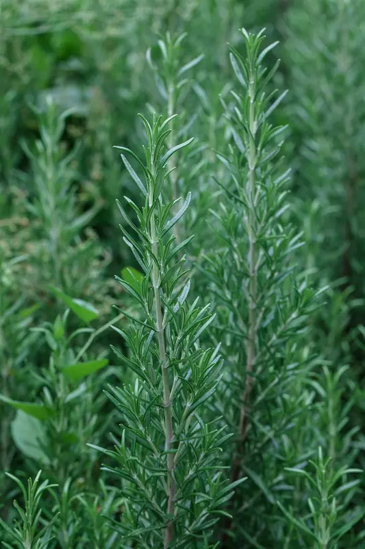 Rosmarinus off. 'Miss Jessopp's Upright' C1.5