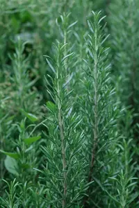 Rosmarinus off. 'Miss Jessopp's Upright' C1.5