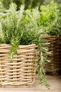 Rosmarinus off. 'Pointe du Raz' 30- 40 C5