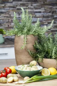 Rosmarinus off. 'Prostratus' C1.5 - afbeelding 3