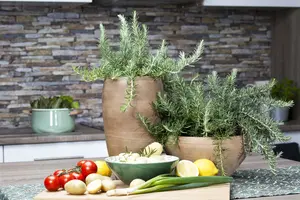 rosmarinus officinalis (25- 30cm) - afbeelding 5