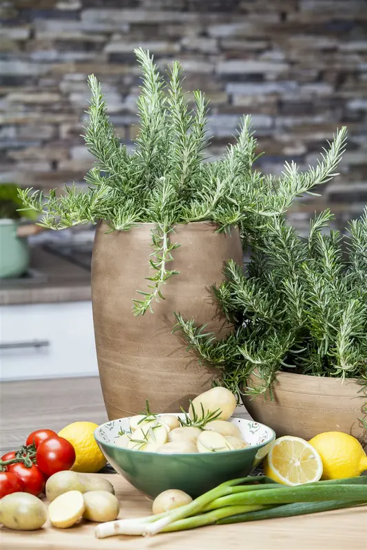 Rosmarinus officinalis C1.5 - afbeelding 3