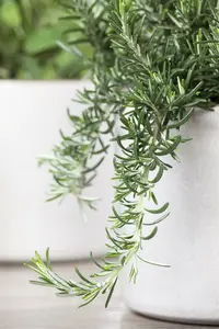 Rosmarinus officinalis C1.5 - afbeelding 5