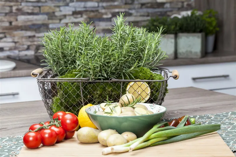 Rosmarinus officinalis C1.5 - afbeelding 1