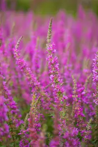 lythrum sal. 'rosy gem' P9 - afbeelding 3
