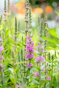 lythrum sal. 'rosy gem' P9 - afbeelding 4