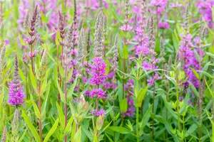 lythrum sal. 'rosy gem' P9 - afbeelding 5
