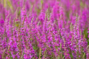 lythrum sal. 'rosy gem' P9 - afbeelding 2