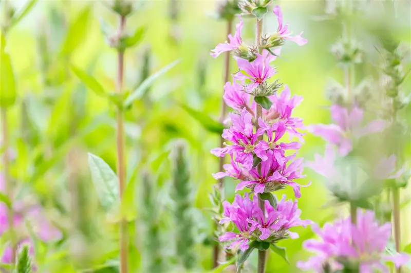 lythrum sal. 'rosy gem' P9 - afbeelding 5