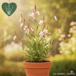 Gaura lindheimeri 'Rosy Jane' P10.5