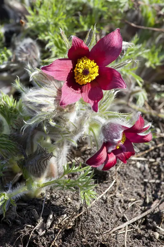 pulsatilla vulg. 'röde klokke' P9 - afbeelding 1