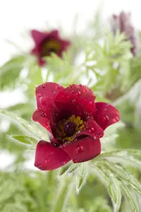 pulsatilla vulg. 'röde klokke' P9 - afbeelding 4