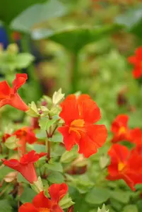 mimulus cup. 'roter kaiser' P9 - afbeelding 3