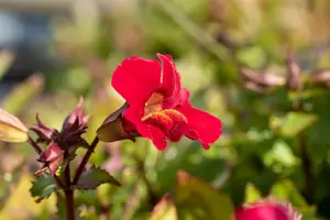 mimulus cup. 'roter kaiser' P9 - afbeelding 3