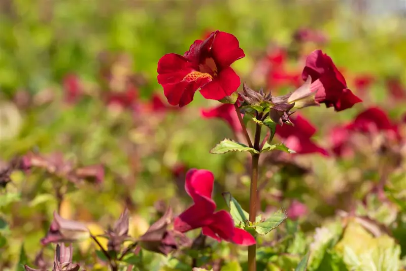 mimulus cup. 'roter kaiser' P9 - afbeelding 2