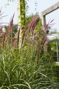 miscanthus sin. 'rotsilber' P9 - afbeelding 4