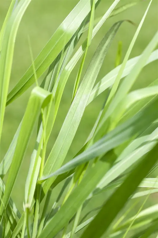 panicum virg. 'rotstrahlbusch' P9 - afbeelding 3