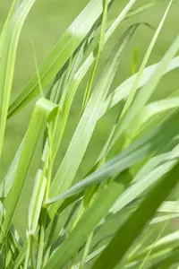 panicum virg. 'rotstrahlbusch' P9 - afbeelding 3
