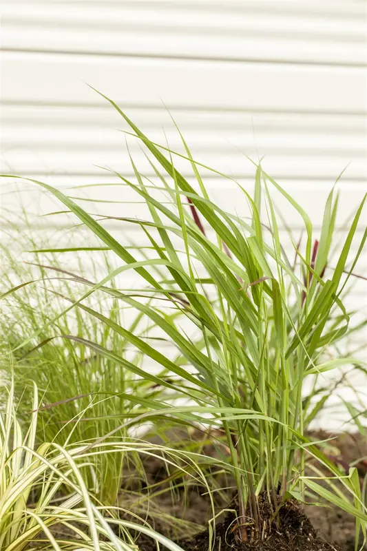 panicum virg. 'rotstrahlbusch' P9 - afbeelding 5