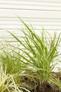 panicum virg. 'rotstrahlbusch' P9 - afbeelding 5