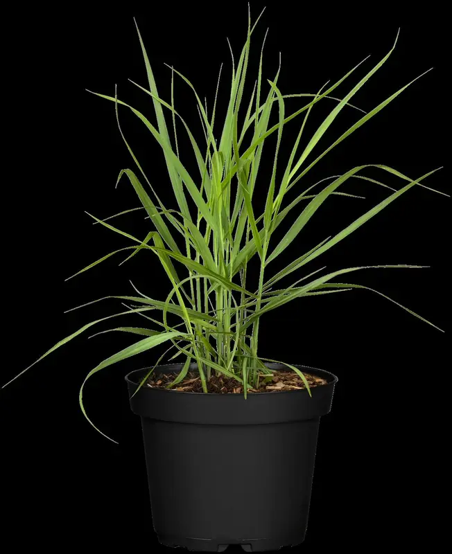 panicum virg. 'rotstrahlbusch' P9 - afbeelding 4