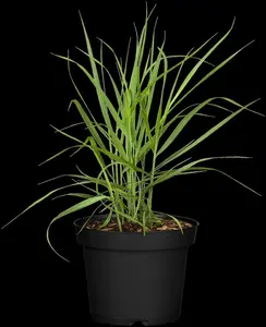 panicum virg. 'rotstrahlbusch' P9 - afbeelding 4