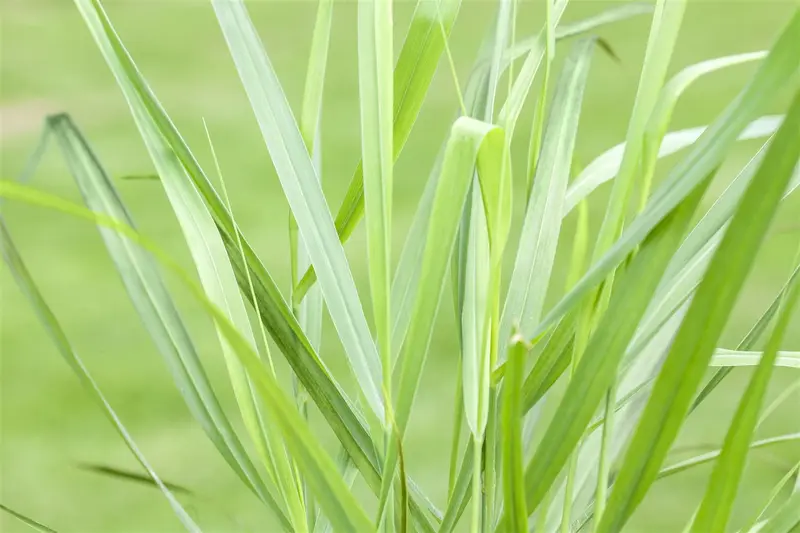 panicum virg. 'rotstrahlbusch' P9 - afbeelding 1