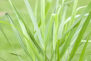 panicum virg. 'rotstrahlbusch' P9 - afbeelding 5