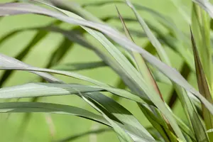 panicum virg. 'rotstrahlbusch' P9 - afbeelding 2
