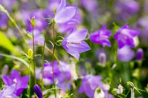rotundifolia - afbeelding 8
