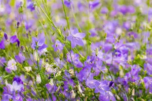 rotundifolia - afbeelding 2