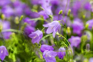 rotundifolia - afbeelding 4