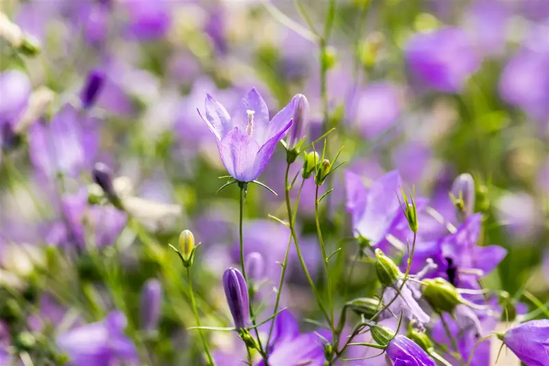 rotundifolia - afbeelding 3