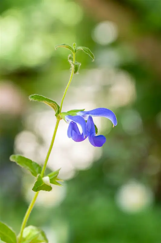 salvia patens 'royal blue' P9 - afbeelding 2