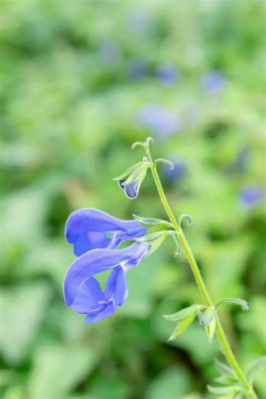 salvia patens 'royal blue' P9 - afbeelding 5