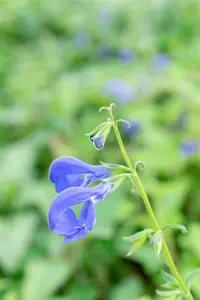 salvia patens 'royal blue' P9 - afbeelding 5