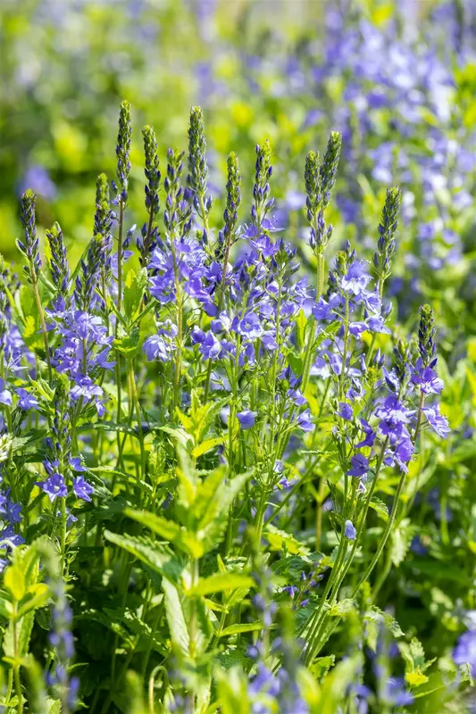 veronica austr. 'royal blue' P9 - afbeelding 2