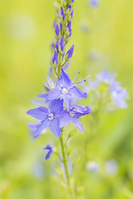veronica austr. 'royal blue' P9 - afbeelding 4