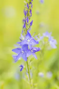 veronica austr. 'royal blue' P9 - afbeelding 4