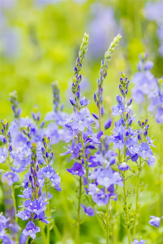 veronica austr. 'royal blue' P9 - afbeelding 5