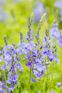 veronica austr. 'royal blue' P9 - afbeelding 5