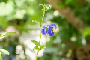 salvia patens 'royal blue' P9 - afbeelding 5