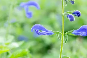 salvia patens 'royal blue' P9 - afbeelding 3