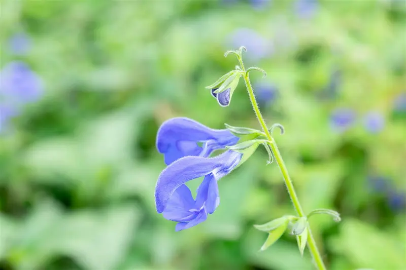 salvia patens 'royal blue' P9 - afbeelding 4