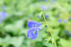 salvia patens 'royal blue' P9 - afbeelding 4