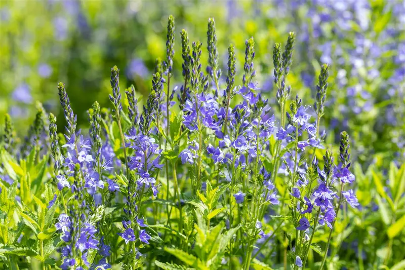 veronica austr. 'royal blue' P9 - afbeelding 1